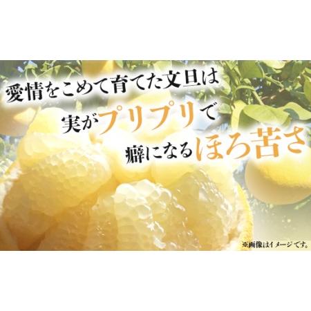 ふるさと納税 間城農園 土佐文旦10kg (家庭用)(2L〜4Lサイズ) 高知産 土佐文旦 柑橘 フルーツ 文旦 ぶんたん ブンタン 果物 Bms-0019 高知県香南市