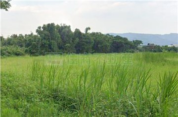可申請農證//大柑園東、北園持分農地｜新北市樹林區北園東園段​