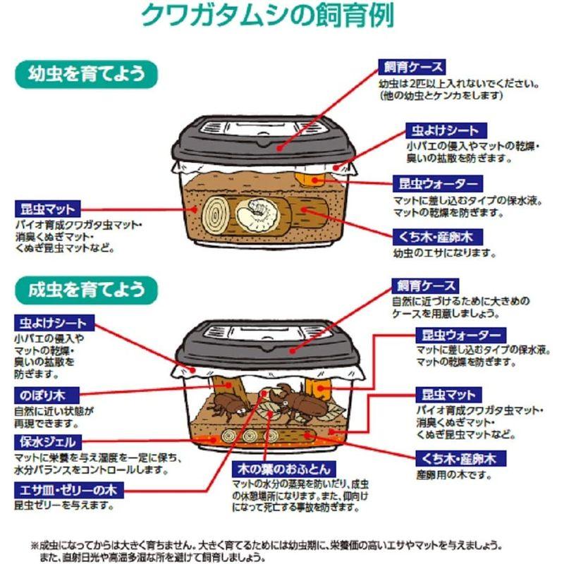 幼虫プリンカップ260と860、容器 - 幼虫飼育・菌糸瓶