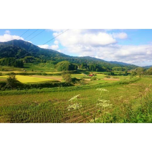 ふるさと納税 島根県 安来市 比田米 きぬむすめ 2kg×6ヶ月 定期便（毎月）令和5年産