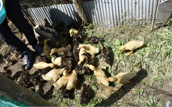 香川県産コシヒカリ（自然農法 合鴨米 3kg）玄米