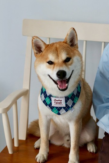 Gentle Little Monster系列Queen B與Julian的菱格紋領巾(手工製)