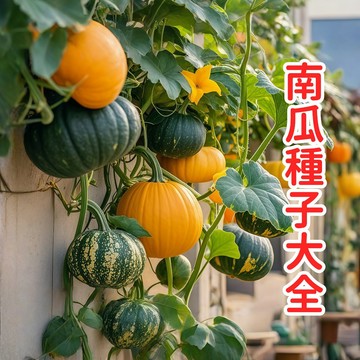現貨現發 【南瓜種子大全】 蔬菜種子 奶油南瓜 貝貝南瓜 蜜本南瓜  磨盤南瓜  香甜軟糯 四季播種 陽台庭院種植