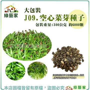 【綠藝家】大包裝J09空心菜芽種子300克裝 竹菜芽,蕹菜芽,莖葉為空心菜牙,嫩梢為空心菜苗 芽菜類種子大包裝