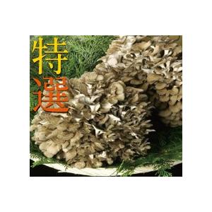 妙義 ナバファーム 舞茸 （ まいたけ ）2株（約1kg）