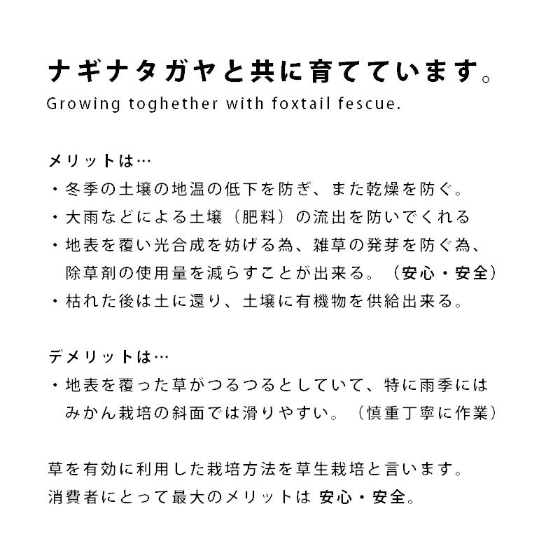 みかん 3kg 甘熟 温州 山本農園 産地直送 佐賀 国産 日本産 とれたて 新鮮 旬 甘い 酸味 香り ジューシー 有機 S〜2L