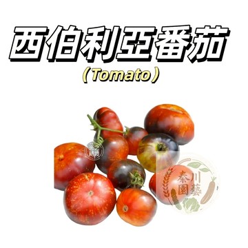 嘉義現貨（西伯利亞彩虹番茄種子FQ-45）大果彩虹西紅柿種子生吃水果番茄果菜蔬菜種子#tomato