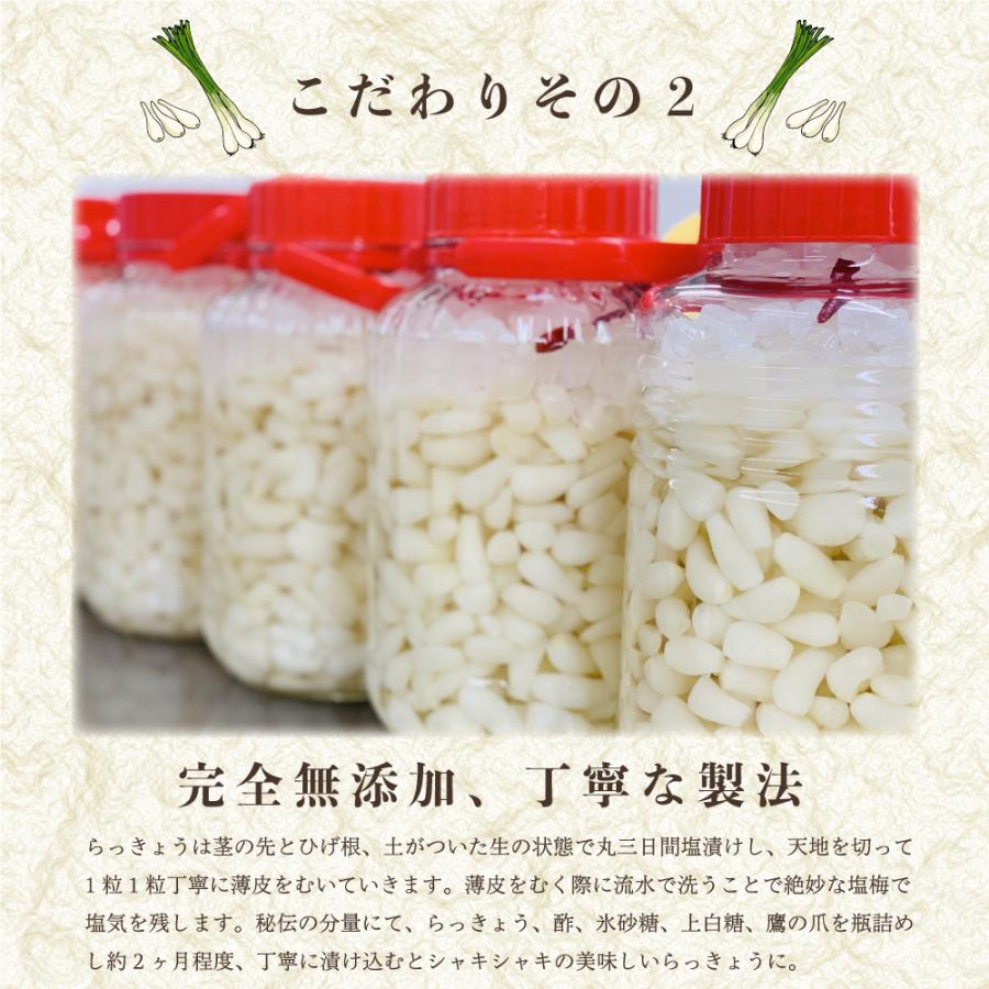 送料無料  酢漬けらっきょう （500g） 漬物 自宅用 無添加 砂丘らっきょう