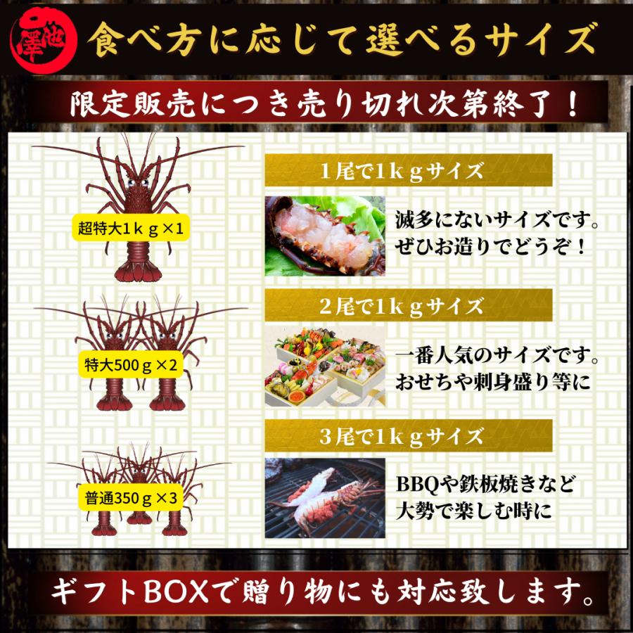 高知県産 天然 伊勢海老 1kｇ（選べる1〜3尾）お刺身 冷凍 海鮮 BBQ おせち