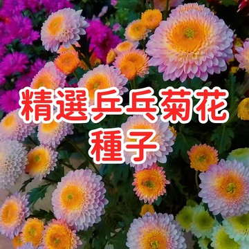 【精選乒乓菊花種子】球菊圓仔花種子 多年生觀賞植物 庭院陽台盆栽易種植 開花持久花色豐富 適合台灣氣候 新手友善高發芽率