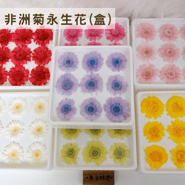 現貨🔺【整盒批發】非洲菊永生花｜花藝材料｜4.3cm大花頭｜花藝教學用｜滴膠素材｜乾燥花批發