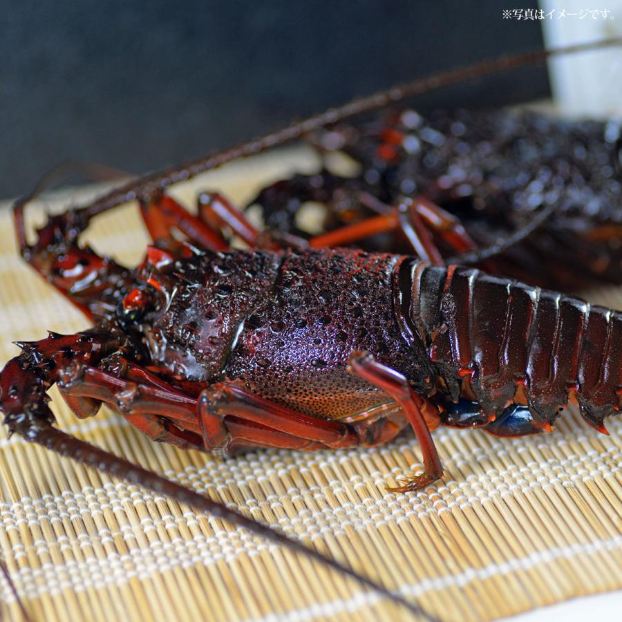 産地直送 お取り寄せグルメ ギフト 極冷豪華伊勢海老2尾 エビ えび イセエビ 食品 送料無料