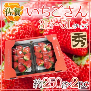 佐賀 ”いちごさん” 秀品 3L～5Lサイズ 約250g×2パック 化粧箱 送料無料