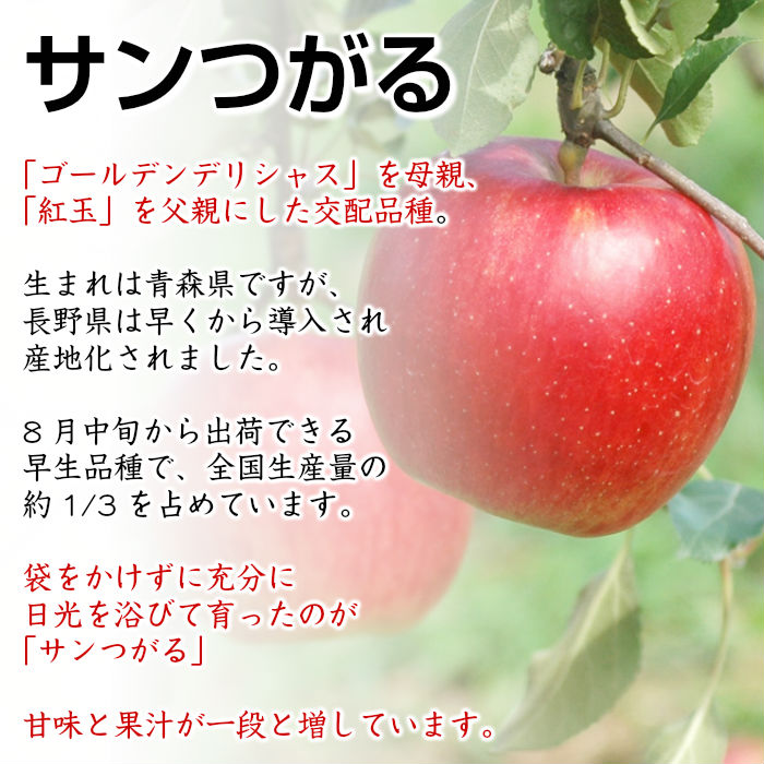 [最短順次発送]  サンつがる １６玉-２０玉（中大玉） ５kg箱 りんご 長野県産 青森県産