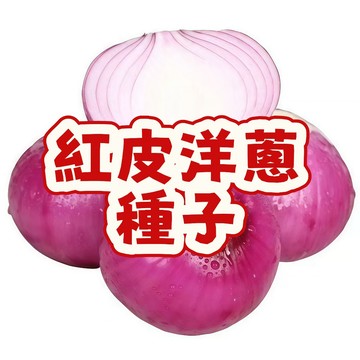 紅皮洋蔥種子 台灣紅蔥頭種子 紫色洋蔥苗 本土生鮮蔬菜種籽 陽台盆栽種植 家庭菜園 四季可播 耐熱品種 高發芽率