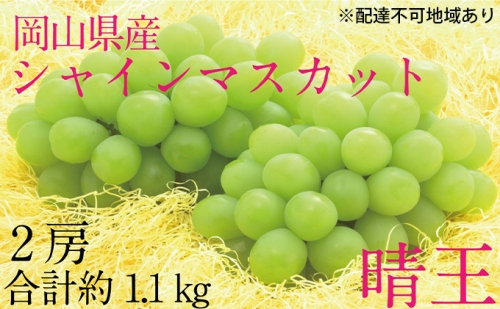 ぶどう 2024年 先行予約 シャイン マスカット 晴王 2房（合計約1.1kg） ブドウ 葡萄  岡山県産 国産 フルーツ 果物 ギフト