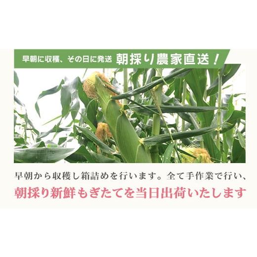 ふるさと納税 岩手県 一関市 朝採れ とうもろこし「菜の花こーん」16〜20本 A3L〜A2Lサイズ  7月下旬より発送