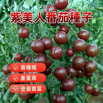 🔥紫美人番茄 FQ-3超甜爆汁 小番茄 易種植 產量高 易栽好活 可盆栽 西紅柿種子~盆栽蔬菜種子 #tomato🍅