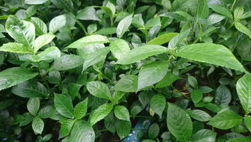 黑面將軍.軟枝成熟草（每盆4至6支分枝）長度45至65公分.每盆出售1500元.台灣種植