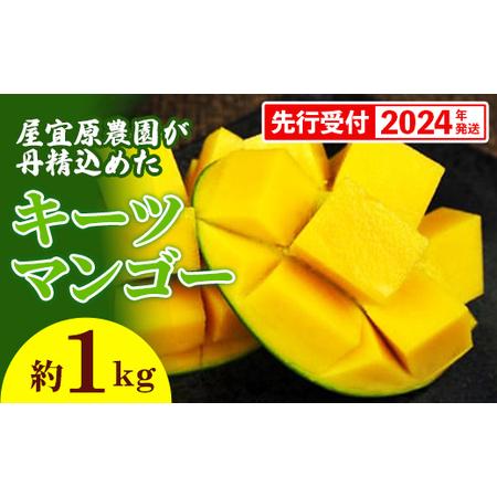 ふるさと納税 屋宜原農園が丹精込めた「キーツマンゴー」約1kg 沖縄県八重瀬町