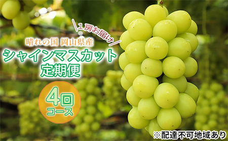 ぶどう 2024年 先行予約 晴れの国 シャインマスカット 1房 定期便 4回 コース 葡萄 岡山 国産 フルーツ 果物