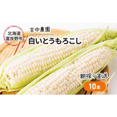 ふるさと納税 北海道 富良野産 朝穫り 白い とうもろこし 10本入り (吉中農園) 北海道富良野市