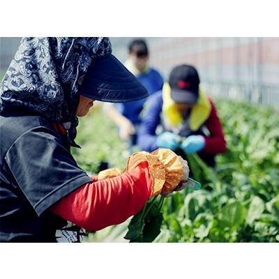 ふるさと納税 南国市 旬の野菜の詰め合わせと栽培期間中に農薬不使用の生姜500g付き