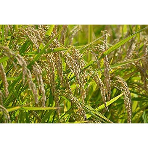 新米 令和5年産 熊本 阿蘇 コシヒカリ 特別栽培 5kg (玄米のまま（5ｋg）)