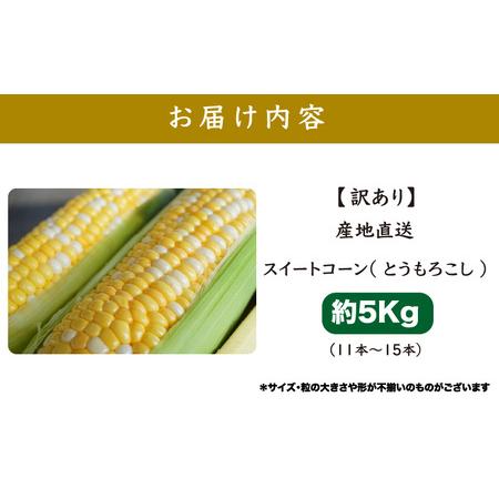 ふるさと納税 農場直送 鮮度抜群 スイートコーン( とうもろこし 約5kg （11本〜15本)【2024年7月上旬以降順次発送予定.. 福井県越前町