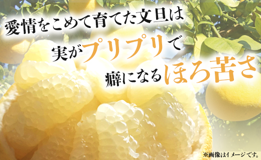 間城農園 土佐文旦10kg (家庭用)(2L～4Lサイズ) 高知産 土佐文旦 柑橘 フルーツ 文旦 ぶんたん ブンタン 果物 Bms-0019