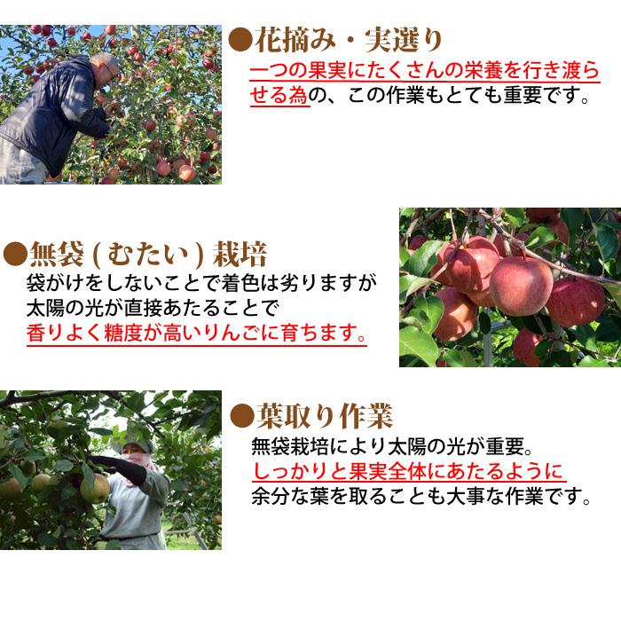 りんご 訳あり 青森県産 名月 家庭用 キズあり 5kg 産地直送 産直 自宅用 ワケあり お試し 試食 食べ物 旬の くだもの 果物