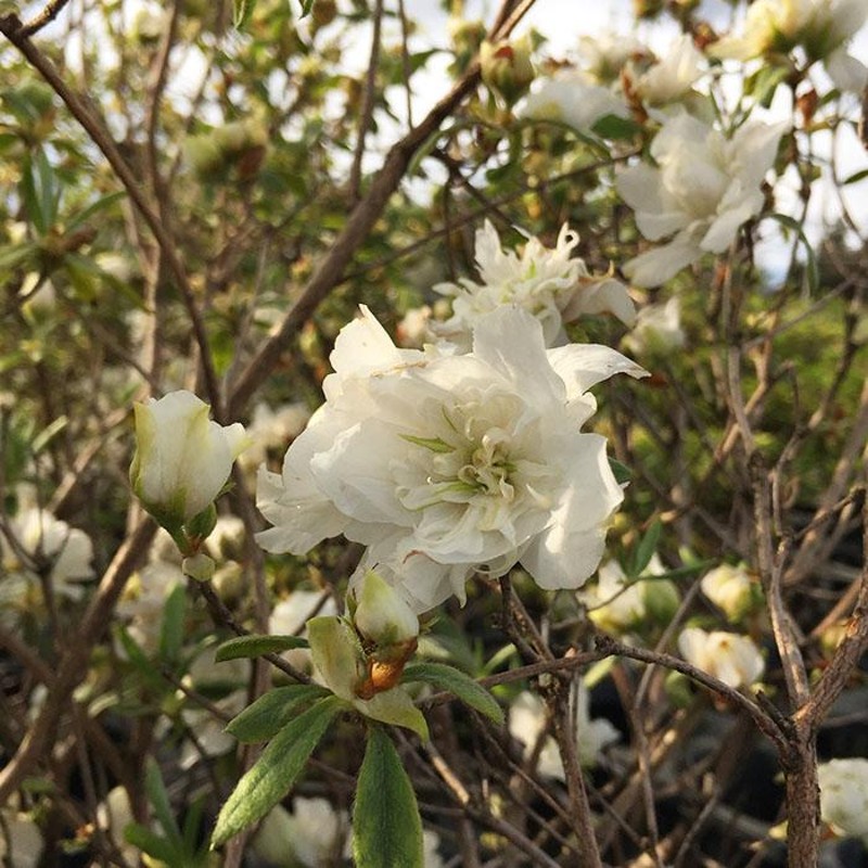 八重咲きツツジ 白に赤も有る色 花苗 苗木 抜き苗発送今花が咲き終わり