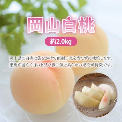 ふるさと納税 津山市 岡山白桃　約2kg(7〜10玉)