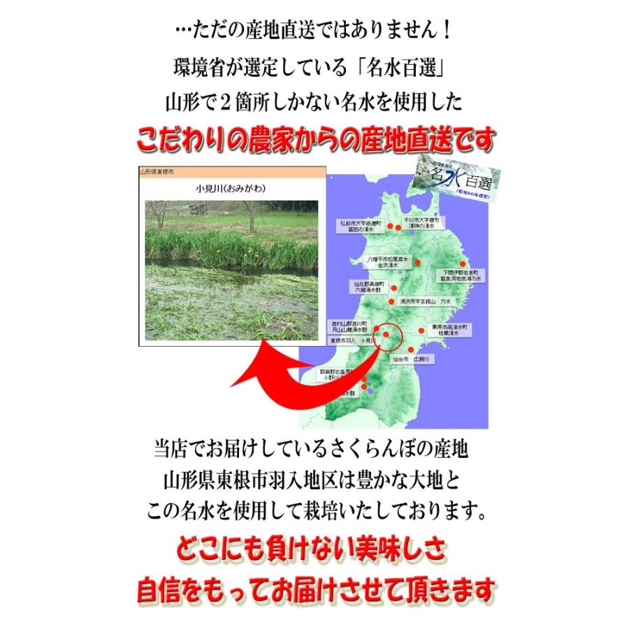 さくらんぼ 大将錦 Lサイズ 1kg(500g×2) 山形 秀品 2024 山形県産 サクランボ 送料無料 (遠方送料加算)