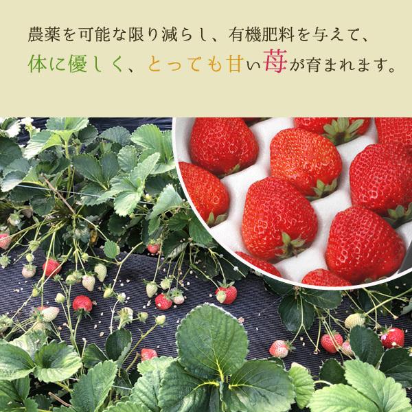 低農薬 福岡 あまおう 苺 いちご 贈答用 2パック 540g 大粒 産地直送 ギフト ama