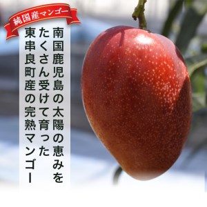 《数量限定》鹿児島県産！南国の恵み！まるごと冷凍完熟マンゴー約1kg(2-3個)