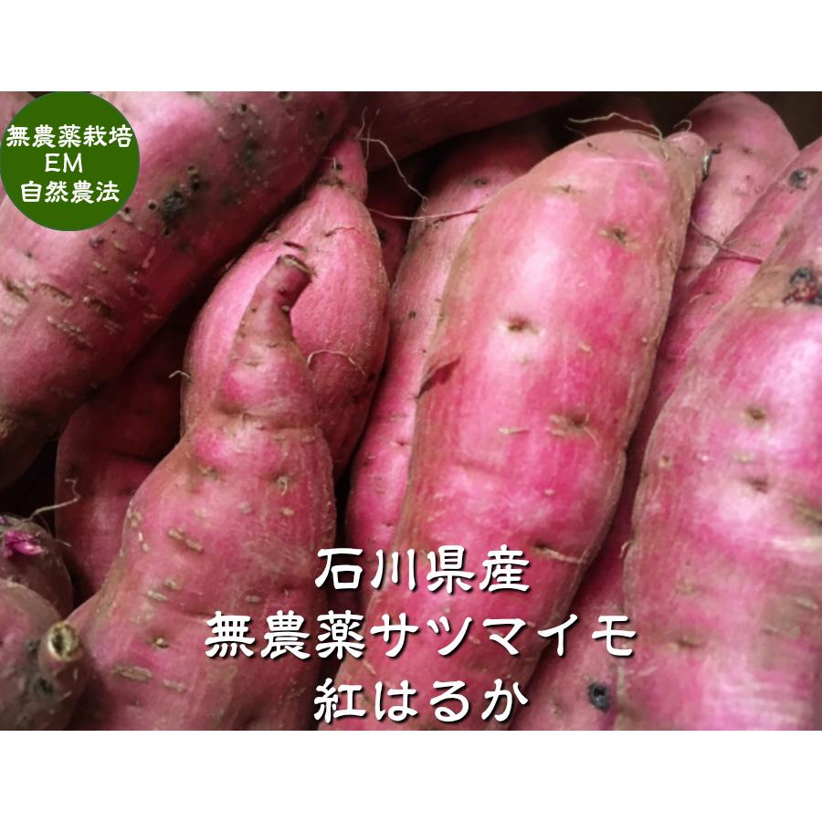 無農薬 EM農法 わけあり 紅はるか（さつまいも）１袋１kg サツマイモ