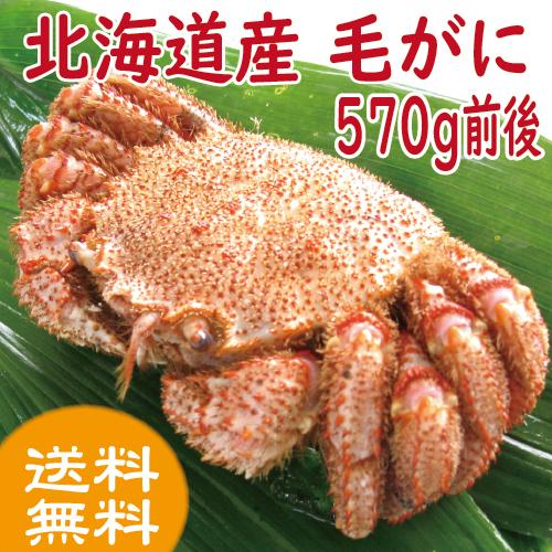 かに カニ 蟹　毛ガニ 　570ｇ前後　北海道産　年末予約受付中！