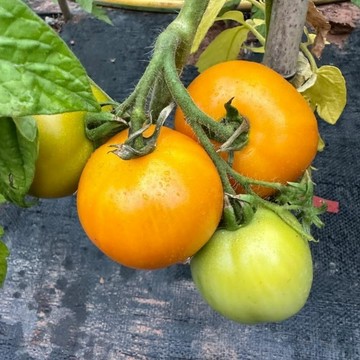 🍅（瓦倫西亞番茄種子）現貨速發 中大果西紅柿種子 高度120CM+  多年生聖女果 四季播種農田盆栽 高產水果蔬菜種子