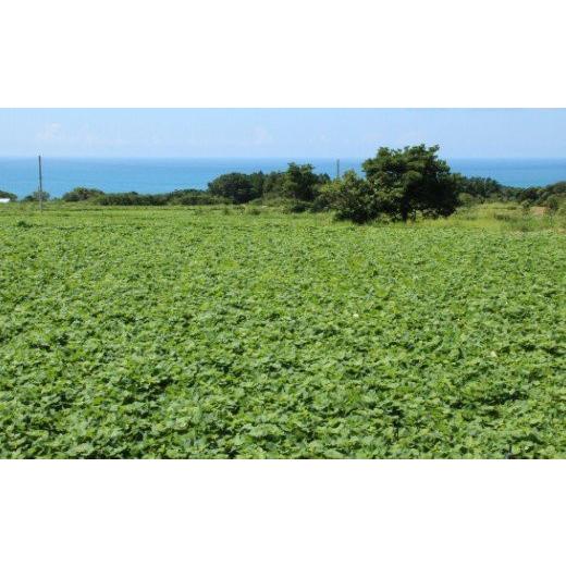 ふるさと納税 高知県 室戸市 土付き西山きんとき芋（紅はるか）　１０ｋｇ