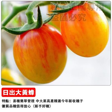 日出大黃蜂番茄種子 虎紋番茄 金黃條紋 水果小番茄 陽台盆栽可種 傳家寶品種 爆甜多汁 生吃沙拉 家庭農場