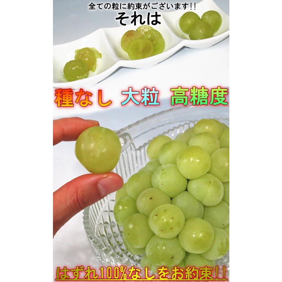 瀬戸ジャイアンツ 白ぶどう 約700g 岡山県産 贈答規格 JA共撰品 大房限定 皮ごと食べる高級葡萄！パリっとした食感と甘さが魅力のギフトフルーツ