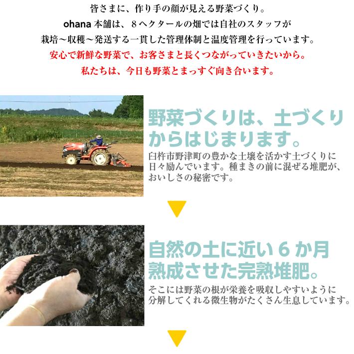 九州産有機野菜8種詰め合わせ　セット ohana本舗 オーガニック 有機JAS認定 九州 有機 野菜 安心安全 個包装（北海道・沖縄別途送料）