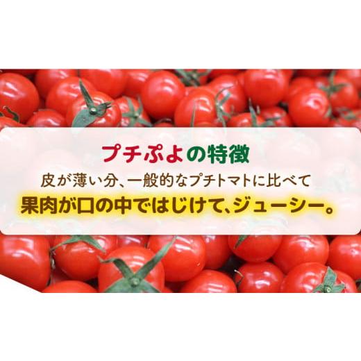 ふるさと納税 福岡県 糸島市 ミニトマト （ プチぷよ ）1kg×1箱 糸島市 ／ かわぞえ農園 ぷちぷよ トマト [AAM001]