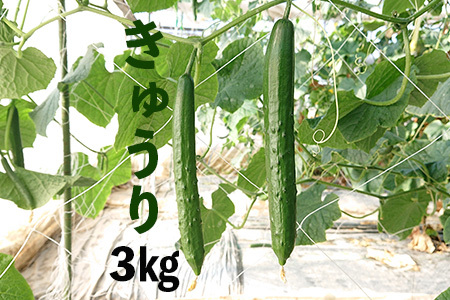 新鮮きゅうり3kg