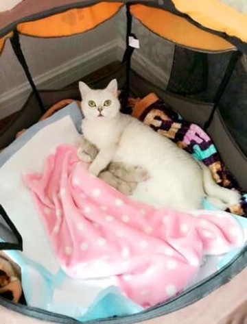 寵物產房貓咪生產房貓產房產箱窩懷孕貓咪用品貓窩封閉式狗狗產房   mks瑪麗蘇