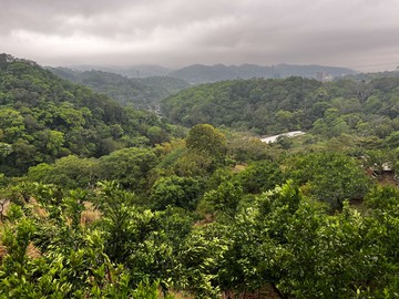 新竹關西橘子園｜新竹縣關西鎮湖肚段