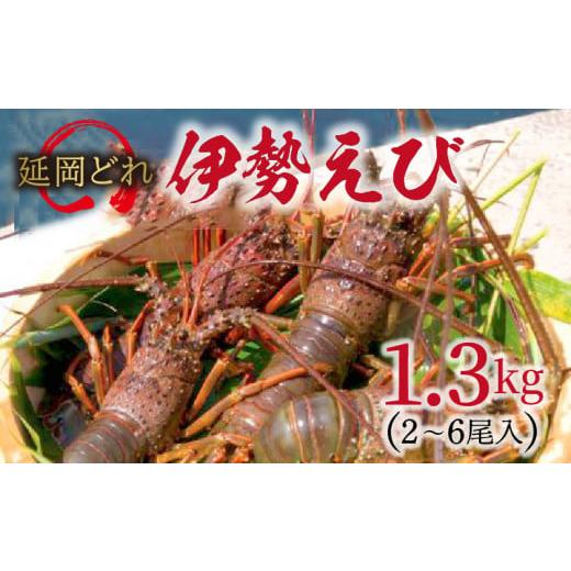 ふるさと納税 宮崎県 延岡市  延岡どれ伊勢えび 　1.3kg （2023年9月発送開始）　N017-ZD001