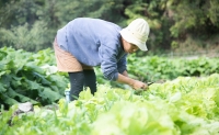 瀬戸内産 旬の野菜セット Wacca Farm