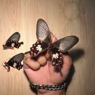 【現貨】🦋朱紅鳳蝶🦋 紅鳳蝶  蝴蝶 昆蟲 模型 乾貨三角紙包裝  #非活體 #類模型 #藝術品